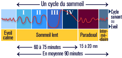 sommeil_cycles